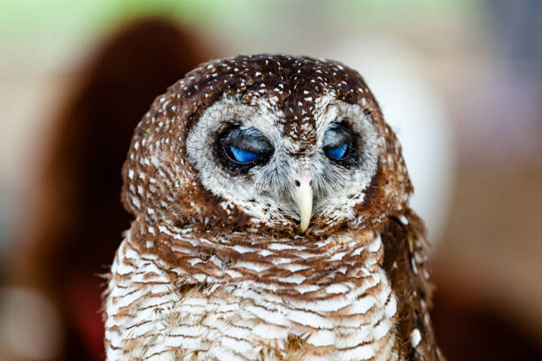 istock Brown owl showing its beautiful blue eyes 2183531878