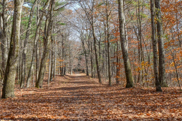 late autumn  on the parmentor rd  trail