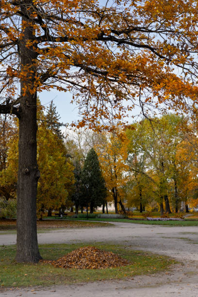 Autumn day park path with trees and a pile of tree leaves under the tree