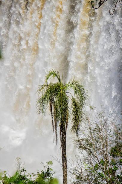 Palm tree near Iguazu Falls, Misiones, Argentina
