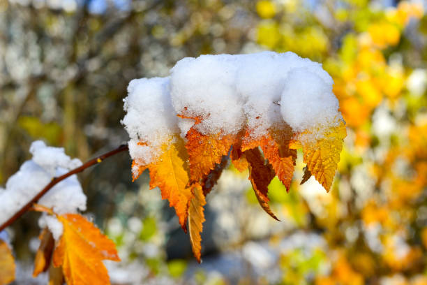 Early winter, change of season. Selective focus, shallow depth of field.