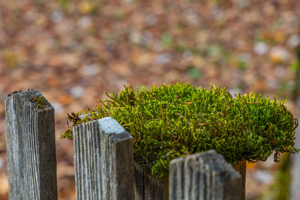 Green moss on a wooden fence post