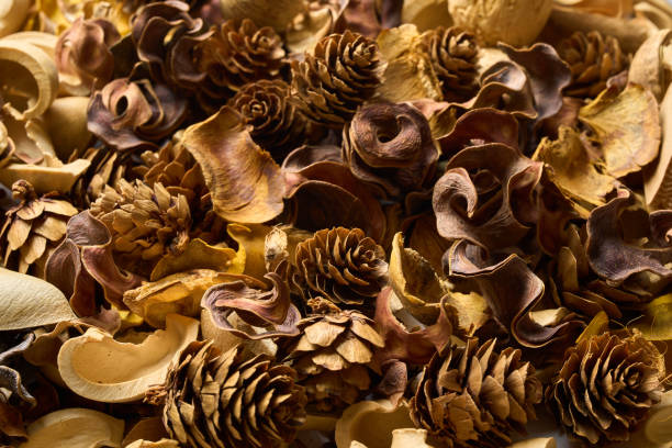 istock A lot of fallen leaves and pine cones 2183537889
