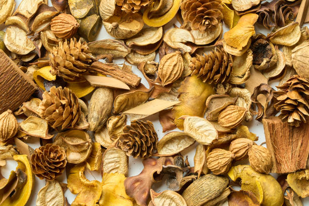 istock A lot of fallen leaves and pine cones 2183537947