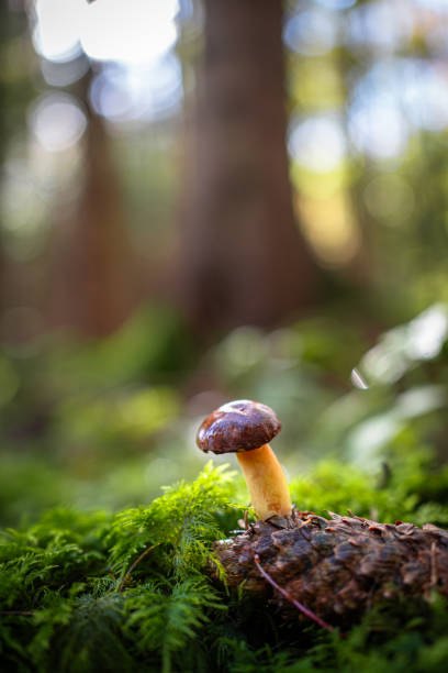 istock Small Mushroom Growing in a Sunlit Autumn Forest on a Beautiful Fall Day 2183538244
