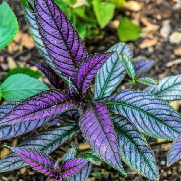 The Persian Shield (Strobilanthes dyerianus) with vibrany colorful foliage leaves