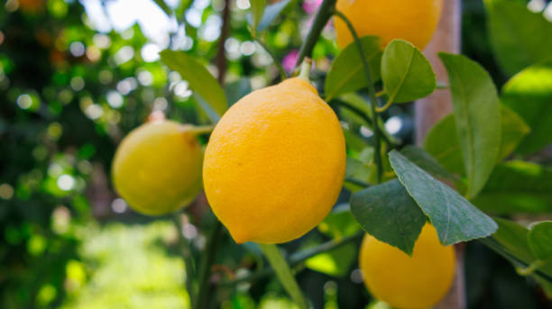 istock Group of lemons hanging on tree branch 2183539035