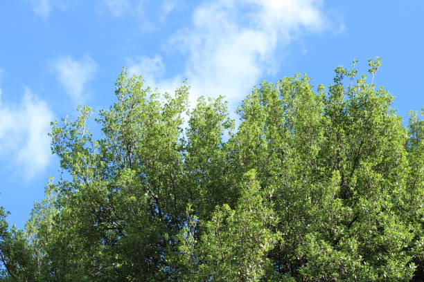 istock Oak branch shot from below, blue sky in the background. 2183541064
