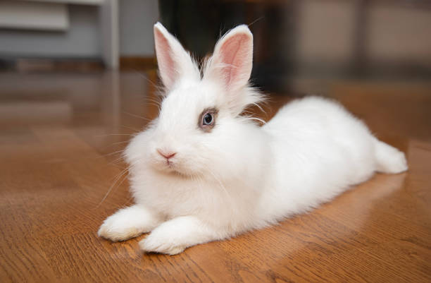 istock Young white rabbit with blue eyes in home interior. 2183546370