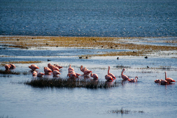 Flock of flamingos perched on Lake Argentino in the region of El Calafate in southern Argentina