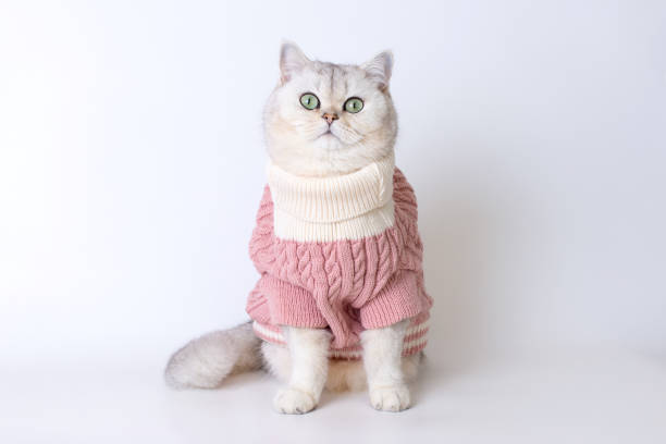 Adorable cat in cozy pink sweater on plain white background