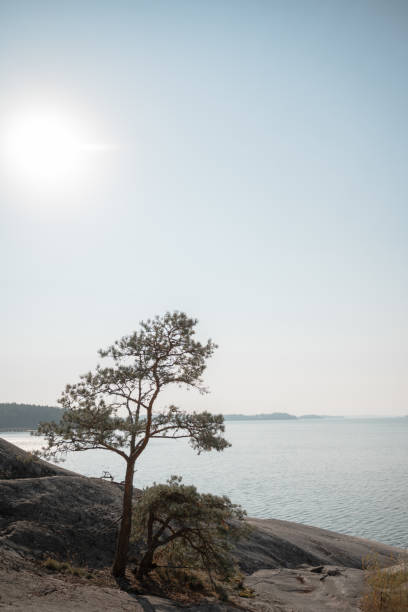 Solitary Tree on Rocky Shoreline by the Sea