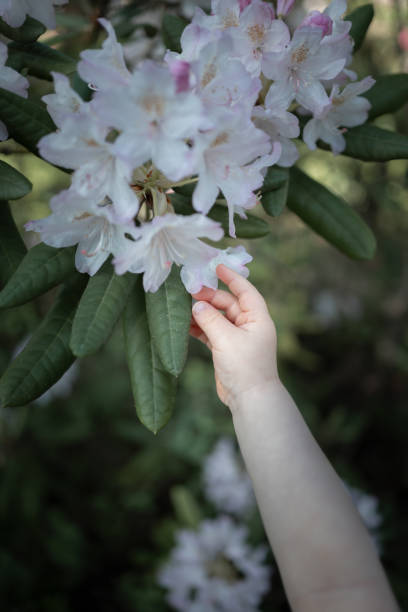 istock Child's Hand Touching Soft Pink-White Rhododendron Blossom 2183549515