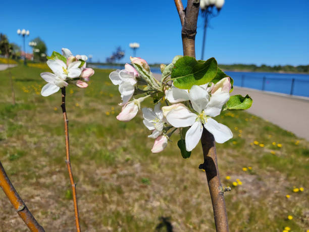 istock There are large white and pink flowers on a young apple tree. 2183551411