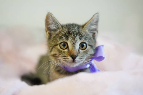 istock Small gray kitten with purple bow on pink background 2183554057