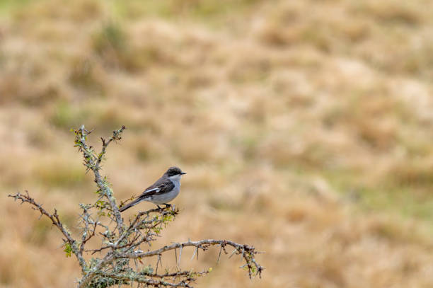 Fiscal flycatcher (Sigelus silens) in a South African Game Reserve.