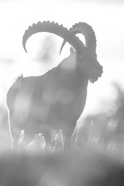 Zodiac sign Capricorn on the night starry sky with stars. Astrology, concept