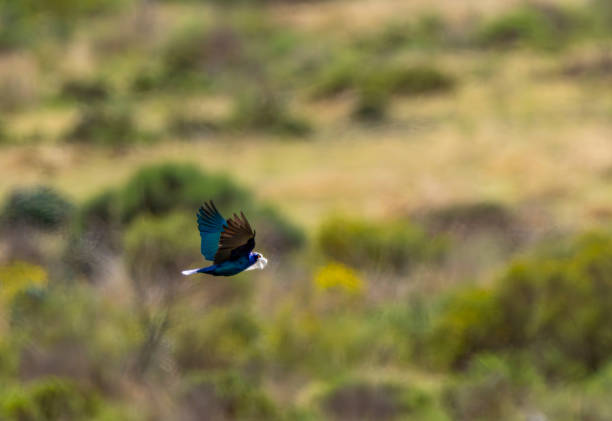 Cape Starling in a South African Game Reserve.