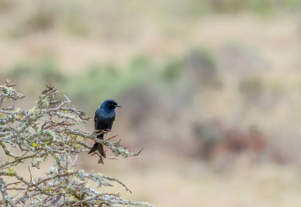 istock Fork tailed drongo (Dicrurus adsimilis) in a South African Game Reserve. 2183556204