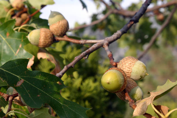 A lone acorn in a Spanish garden