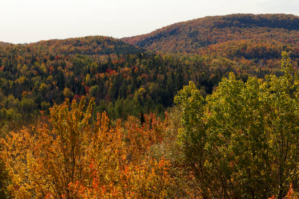 The forests around Quebec, including Mont-Blanc and surrounding areas, transform into a vibrant display of reds, oranges, yellows, and golds. Explore wooden walkways leading to observation towers, offering panoramic views of the fiery canopy. Trails become magical in the fall, with crisp air and the crunch of leaves underfoot.