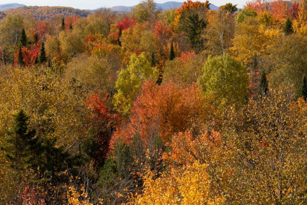 The forests around Quebec, including Mont-Blanc and surrounding areas, transform into a vibrant display of reds, oranges, yellows, and golds. Explore wooden walkways leading to observation towers, offering panoramic views of the fiery canopy. Trails become magical in the fall, with crisp air and the crunch of leaves underfoot.