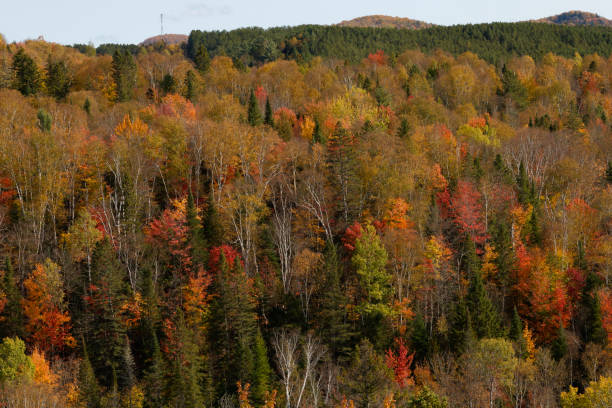 istock Autumn in a forested area of Quebec 2183556621