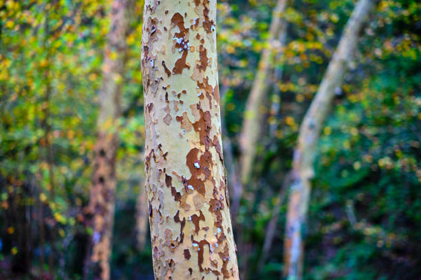 A close-up view of the trunk of a London plane tree (Platanus hispanica) in the Ucieda forest, Cabuerniga valley, Cantabria, Spain. The distinctive bark, with its peeling patches.
