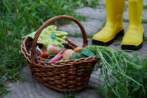 istock Fruit and vegetable harvest basket and yellow farm boots 2183557802