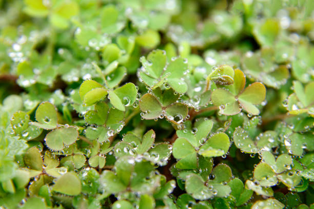 istock Dew on clover leaf. Natural green plant background. 2183557821