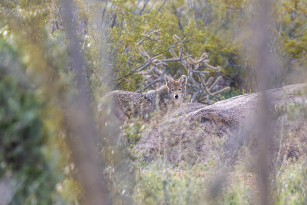 istock A Mexican Gray Wolf in Tucson, Arizona 2183558625