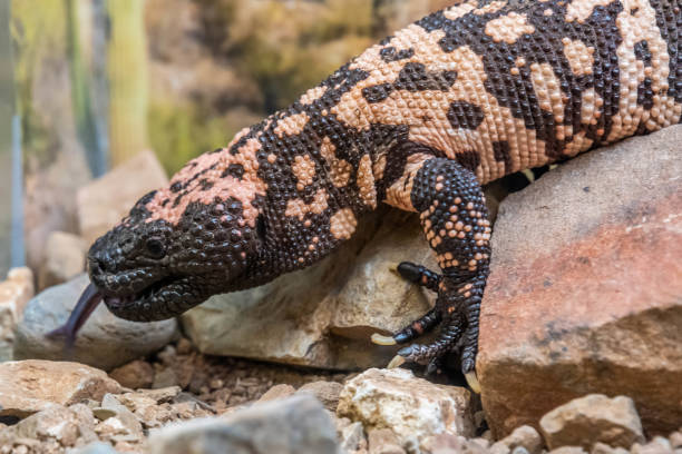 istock A Gila Monster in Tucson, Arizona 2183558626