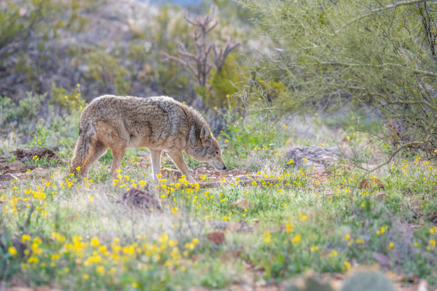 istock A Mexican Gray Wolf in Tucson, Arizona 2183558642