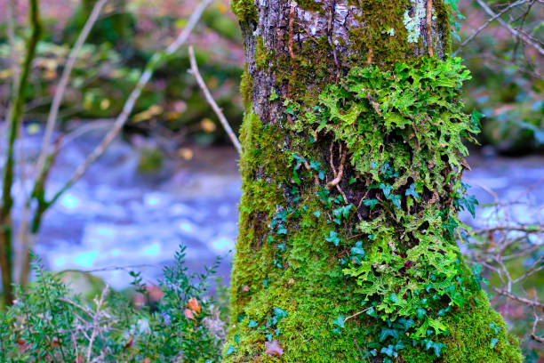 A view of the vibrant Lobaria pulmonaria lichen covering a mossy tree trunk in the lush, green forest of Cabuerniga valley, Cantabria, Spain. The tree bark is adorned with lichen, moss, and ivy.