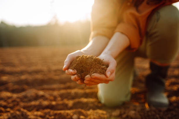 istock Women's hands sort through black soil in the field. 2183558923