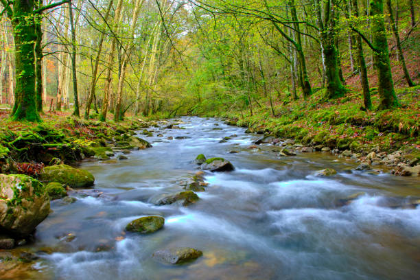 A tranquil scene of the Bayones River flowing through a dense forest in Ucieda, within the Cabuerniga Valley, Cantabria, Spain.