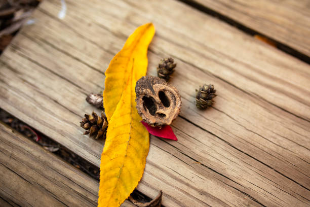 yellow fall leaves, walnut shell, and pinecones against wood surface in Allentown, Pennsylvania, United States