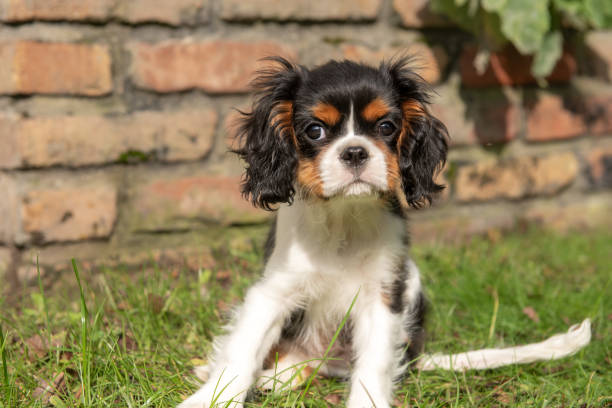 istock Tricolor cavalier king charles spaniel puppy dog. 2183560797