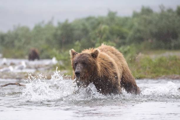 istock Coastal Brown Bear Hunting Salmon 2183561055