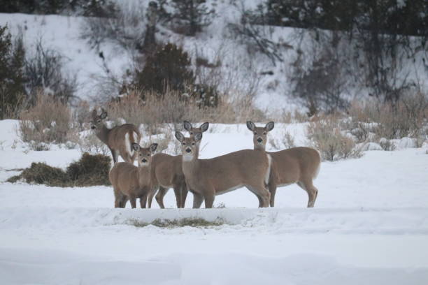 istock Herd of Deer in the Snow 2183561120