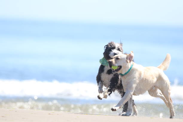 istock Two Dogs Playing on the Beach 2183561125