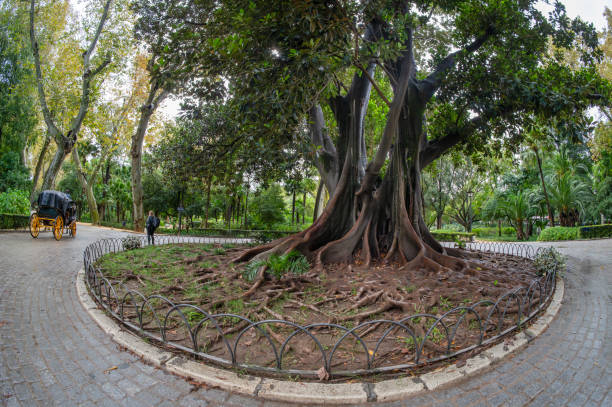 Ficus in the Maria Luisa Park in Seville