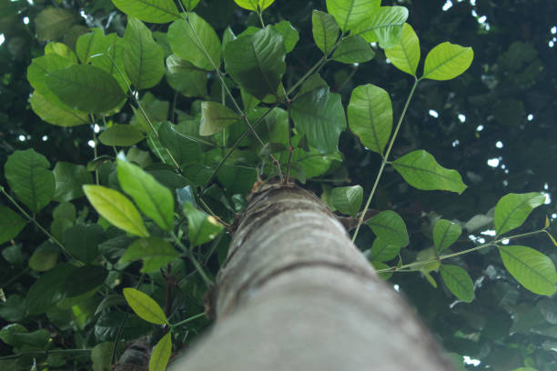 istock beautiful view of the tree from bottom to top 2183562398