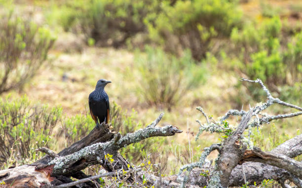 Red winged starling (Onychognathus morio) in a tree in a South African Game Reserve.
