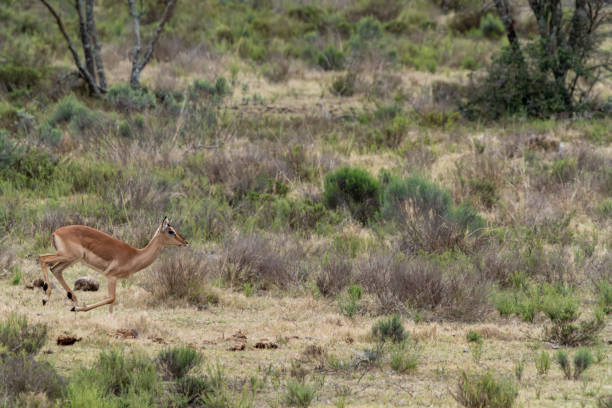 Impala in a South African Game Reserve, a young female running.