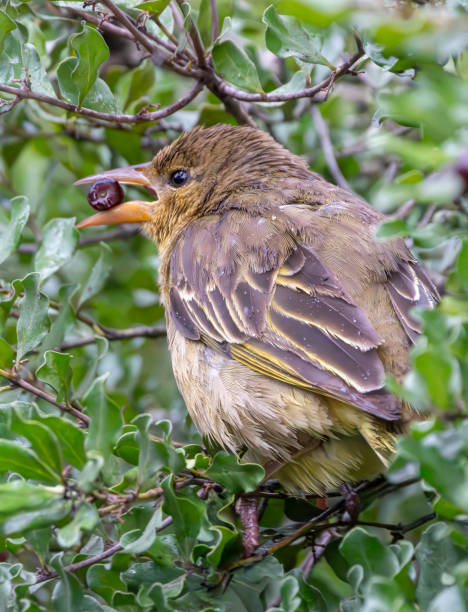 istock Juvenile Spotted-backed weaver (Ploceus cucullatus) in a South African Game Reserve. 2183563169
