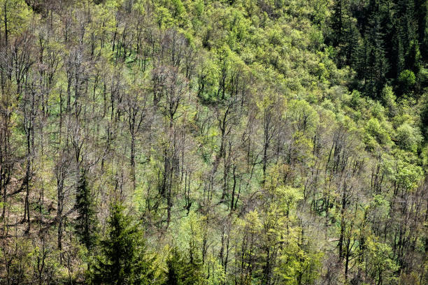 Mixed forest, Big Fatra mountains scenery, Slovak republic. Seasonal natural scene. Travel destination. Hiking theme.