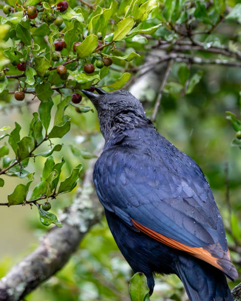 istock Red winged starling (Onychognathus morio) in a tree in a South African Game Reserve. 2183563390