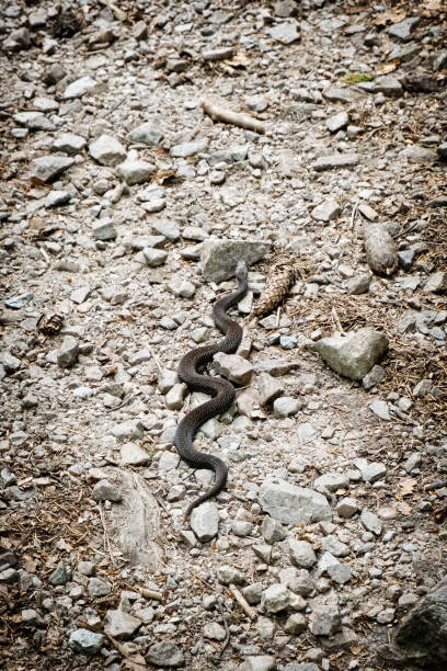 Natrix snake on the footpath, Low Tatras, Slovak republic. Seasonal natural scene.