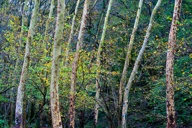 A scenic view of Platanus hispanica, or plane trees, in the Ucieda forest within the Cabuerniga Valley, Cantabria, Spain. The trees stand tall with their mottled bark and vibrant autumn foliage.